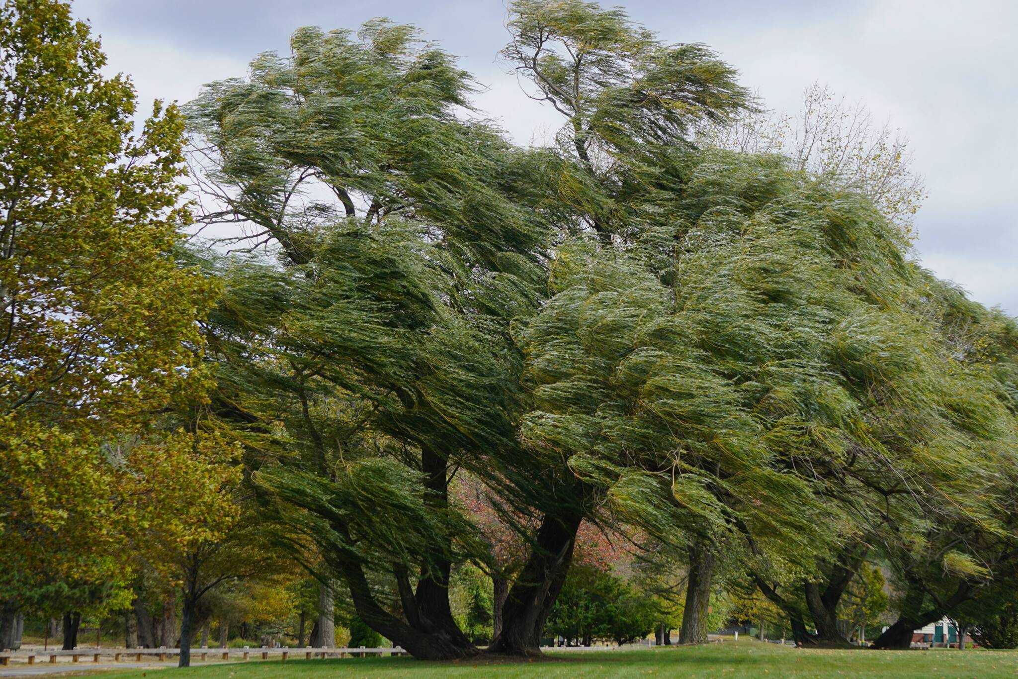 Croton On Hudson, New York, Usa: Willows (salix Alba) Also Called Sallows Blowing In A Strong Wind At Croton Point Park, Along The Hudson River In Westchester County. Croton On Hudson, New York, Usa: Willows (salix Alba) Also Called Sallows Blowing In A Strong Wind At Croton Point Park, Along The Hudson River In Westchester County.